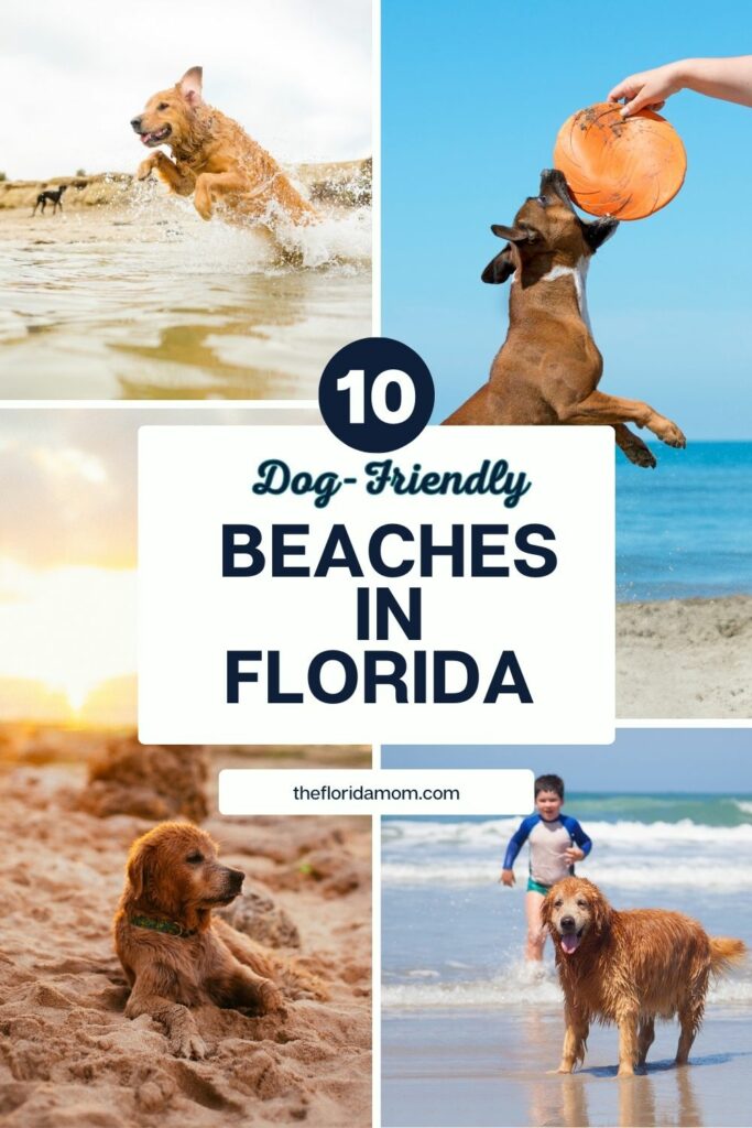 A Guide to Florida's Best Dog-Friendly Beaches