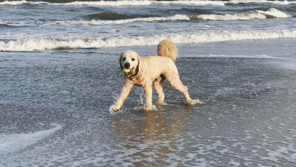 Canova Beach Dog Park