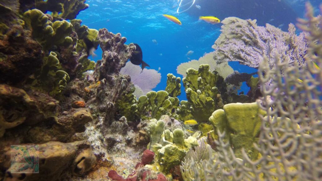 Florida Keys Coral Reef