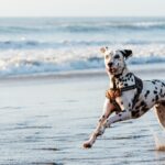 Top 10 Dog-Friendly Beaches in Florida for the Ultimate Beach Day