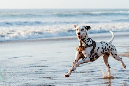 Top 10 Dog-Friendly Beaches in Florida for the Ultimate Beach Day