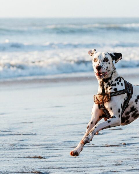 Top 10 Dog-Friendly Beaches in Florida for the Ultimate Beach Day