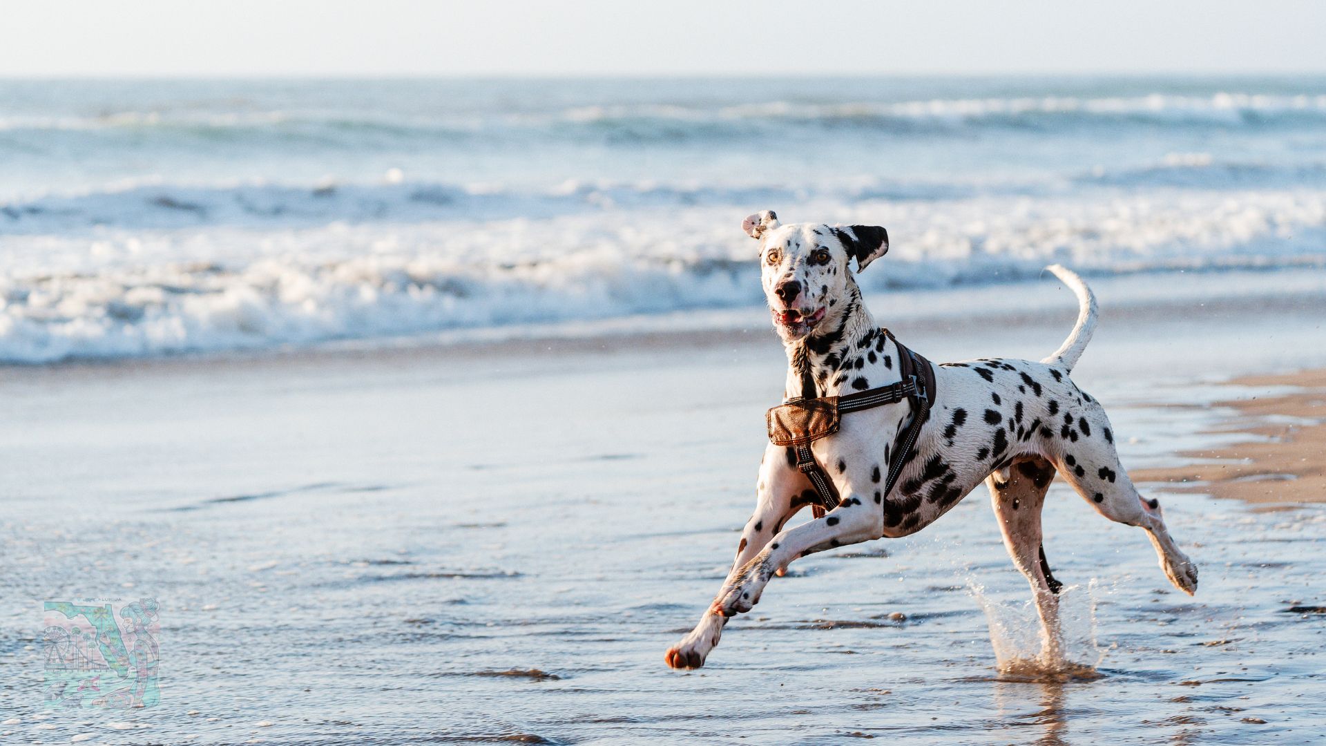 Top 10 Dog-Friendly Beaches in Florida for the Ultimate Beach Day