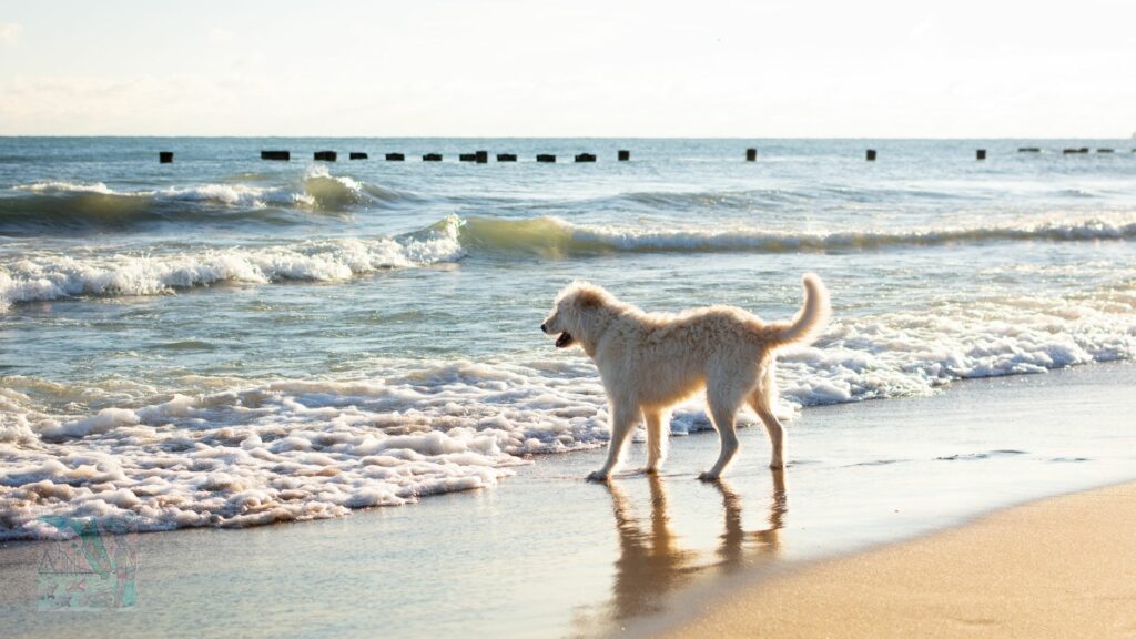 dog-friendly Florida beaches