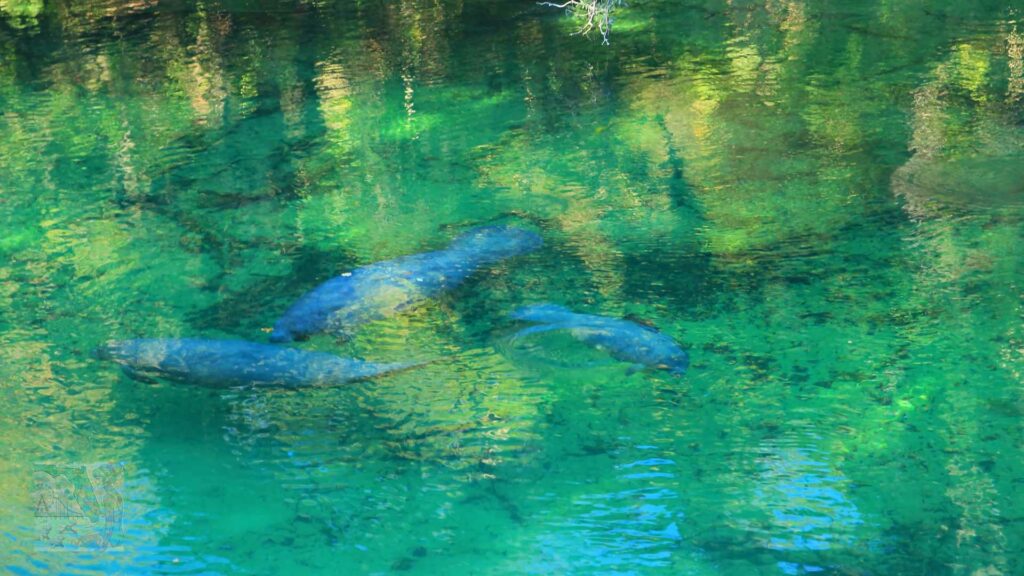 Blue Spring State Park- day trips in central florida