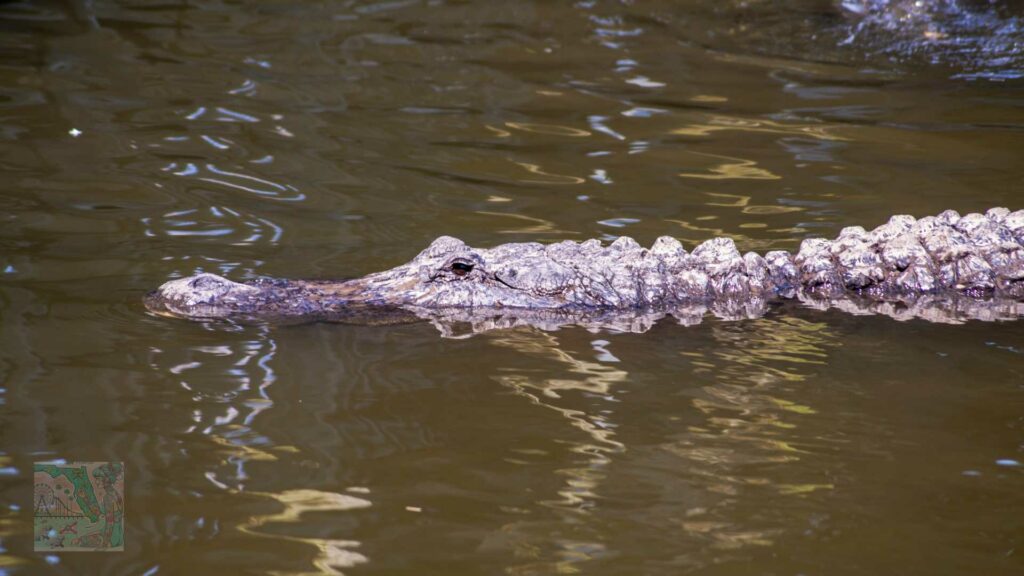 Gatorland- Day trips in Central Florida