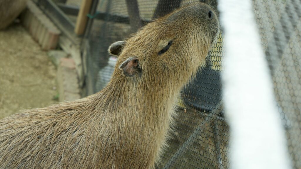 Capybara Encounter