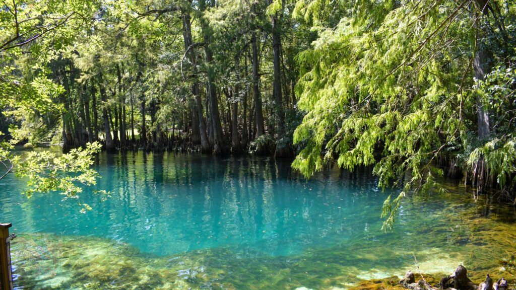 Manatee Springs State Park- natural springs in florida