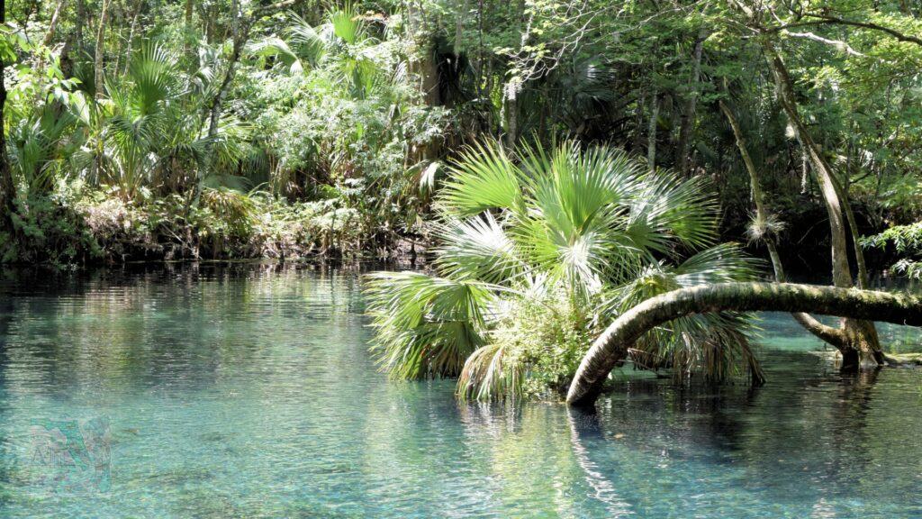 Silver Springs Florida- Natural Springs in Florida