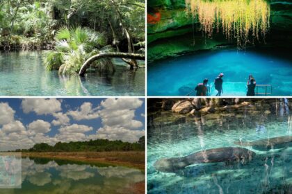 Top Natural Springs in Florida for Swimming, Snorkeling, and Kayaking