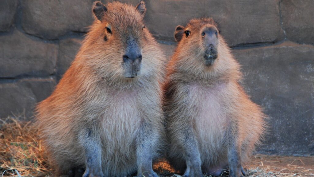 What is a Capybara