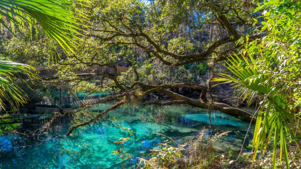 Juniper Springs 