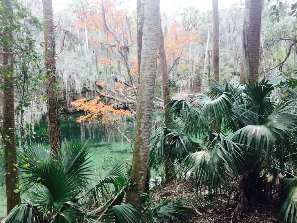 Why Visit the Springs in Central Florida with Your Family