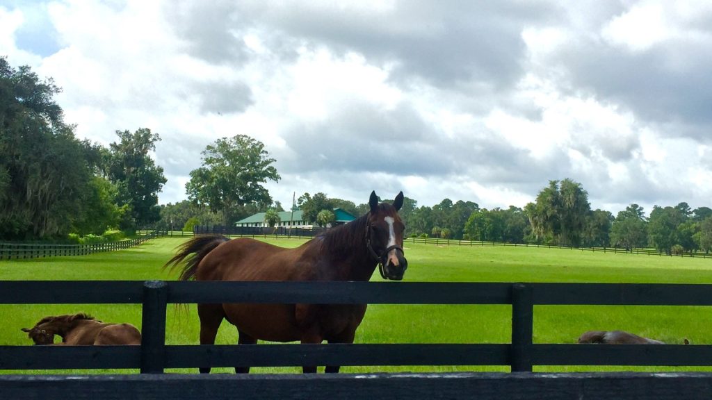 Gypsy Gold Horse Farm